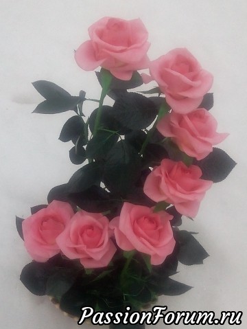 Мои любимые розы