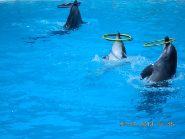 Моя мечта: поплавать с дельфином!