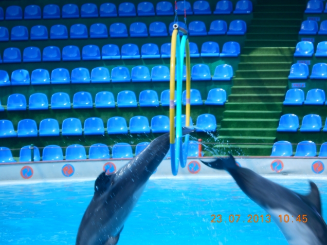 Моя мечта: поплавать с дельфином!