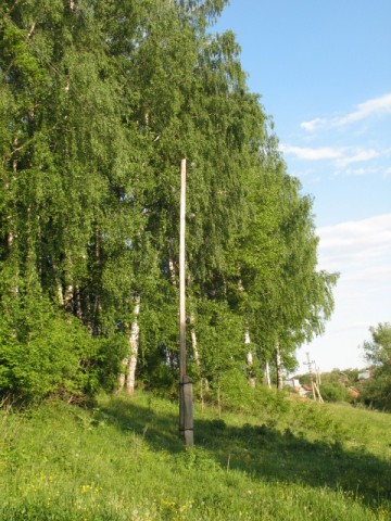 Ну и берёзоньки... Ну и берёзоньки...