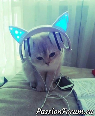 Меломан! Меломан!
