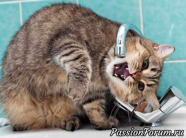Со Всемирным Днем кошек!)))