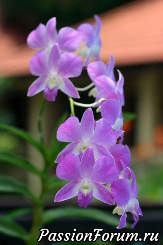 Пересадка орхидей.