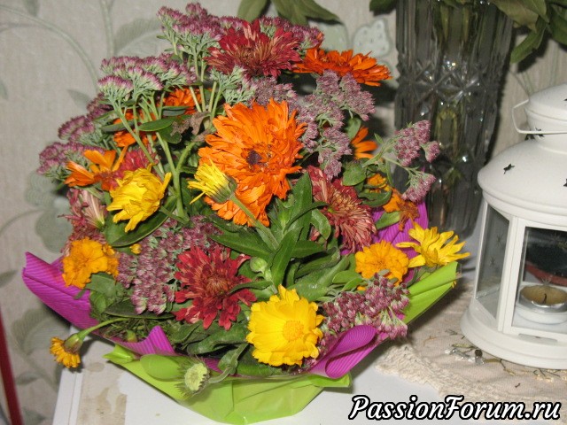 Мои длинноножки.