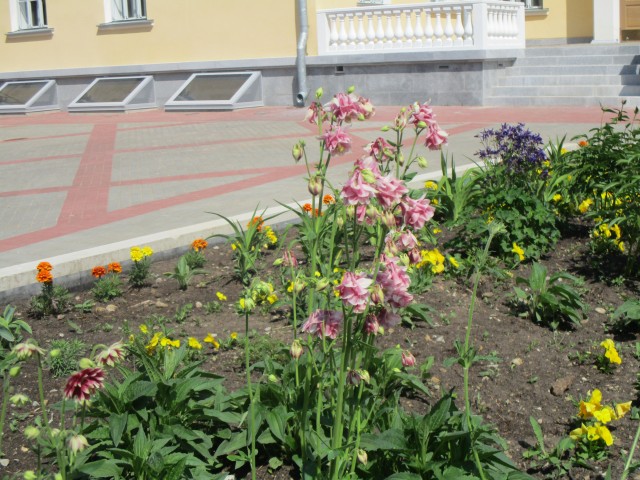 красота на клумбе )) красота на клумбе ))