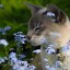 kitty_cate (Катерина)