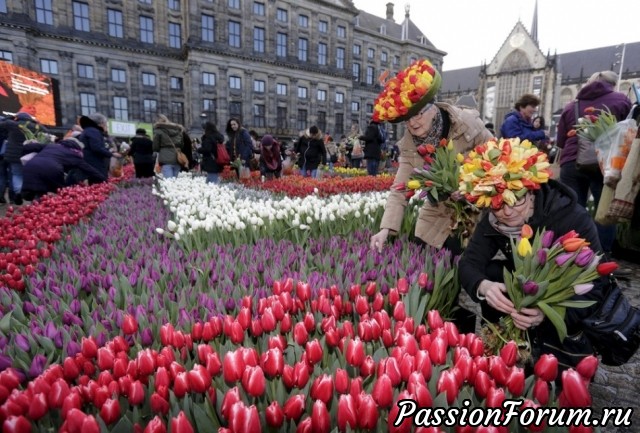 Амстердам!!!!!. Тюльпаны!!!!!
