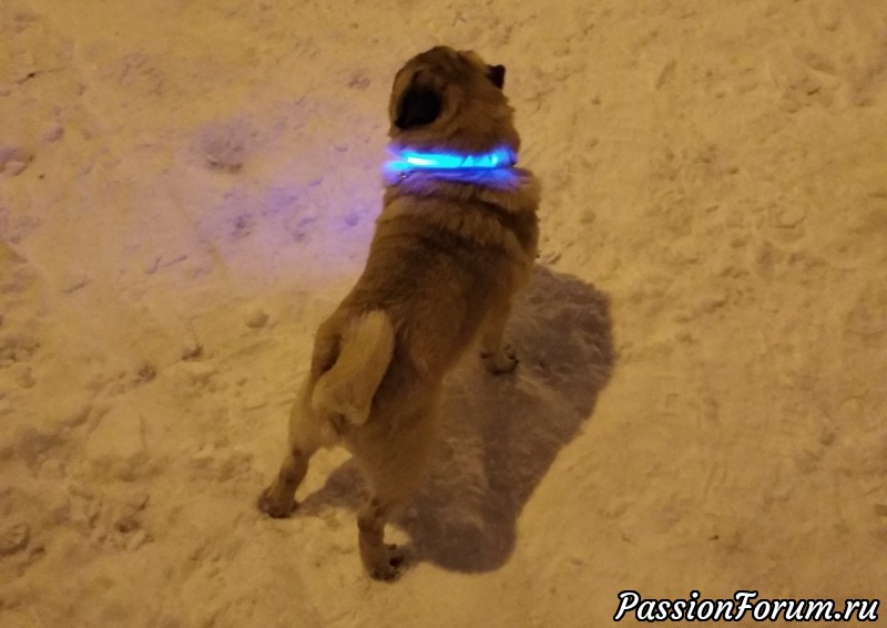 Наши Новогодние обновки! Вечерняя прогулка.