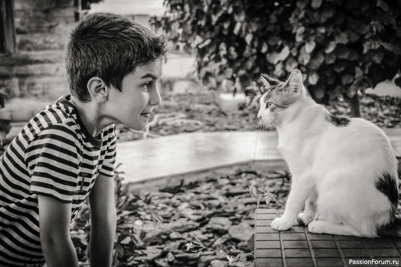 "Мальчик и кошка". Рассказ