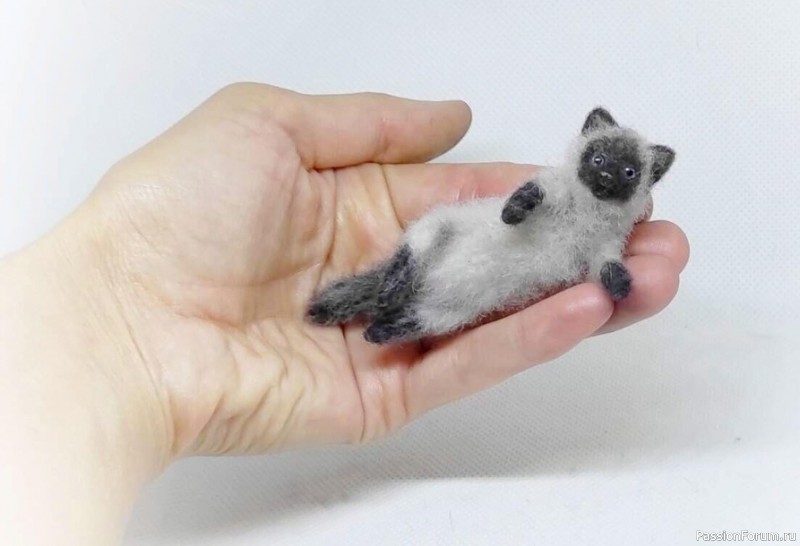 Сиамский котик