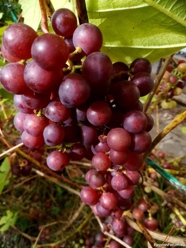 Вспомним лето...