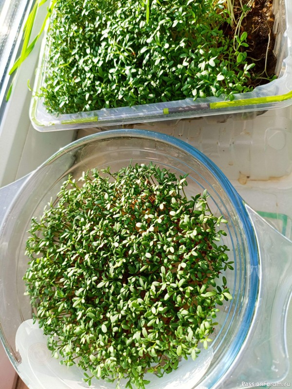 Микрозелень