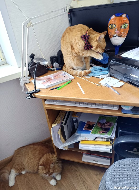 Тигрик - именинник!