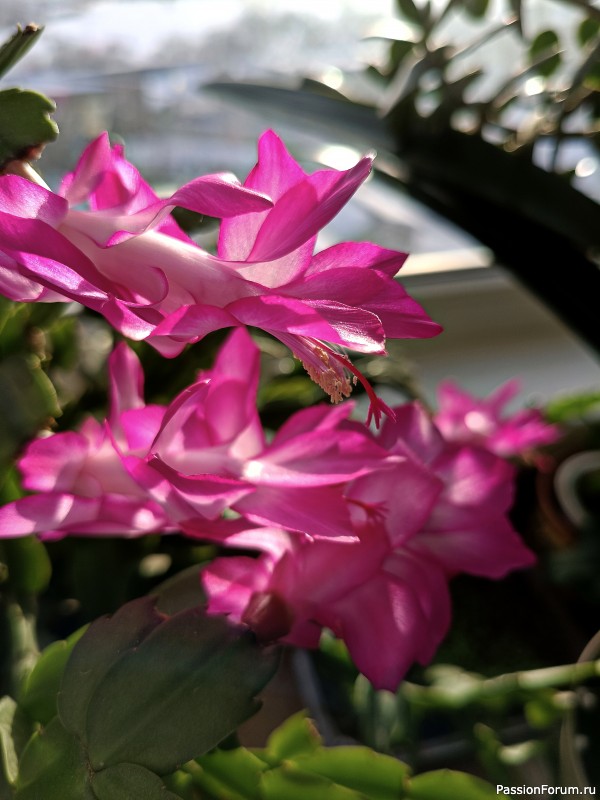 С весной! С 8 марта!