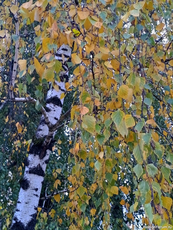 Осенняя палитра