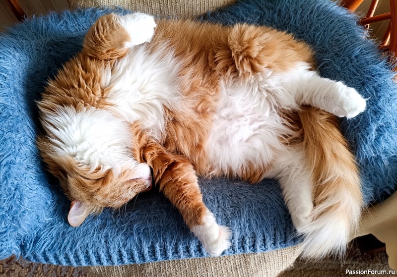 Диванчик для котиков