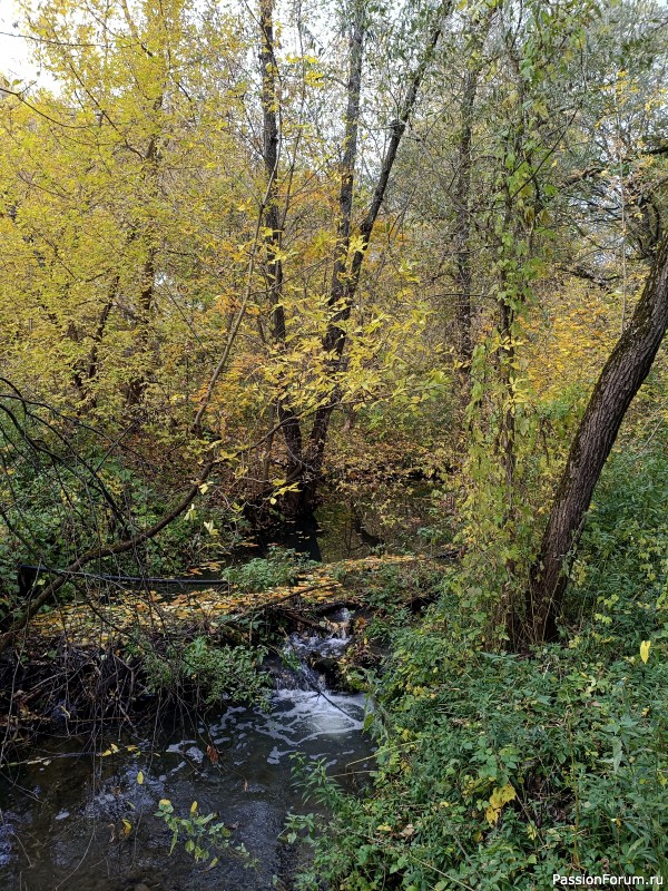 Осенняя палитра