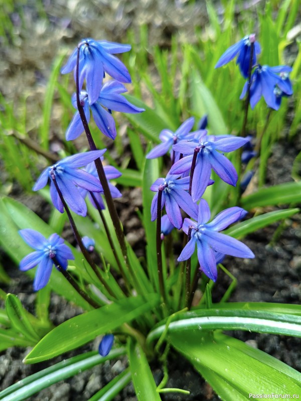 Первоцветы