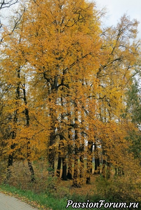 Осень золотая