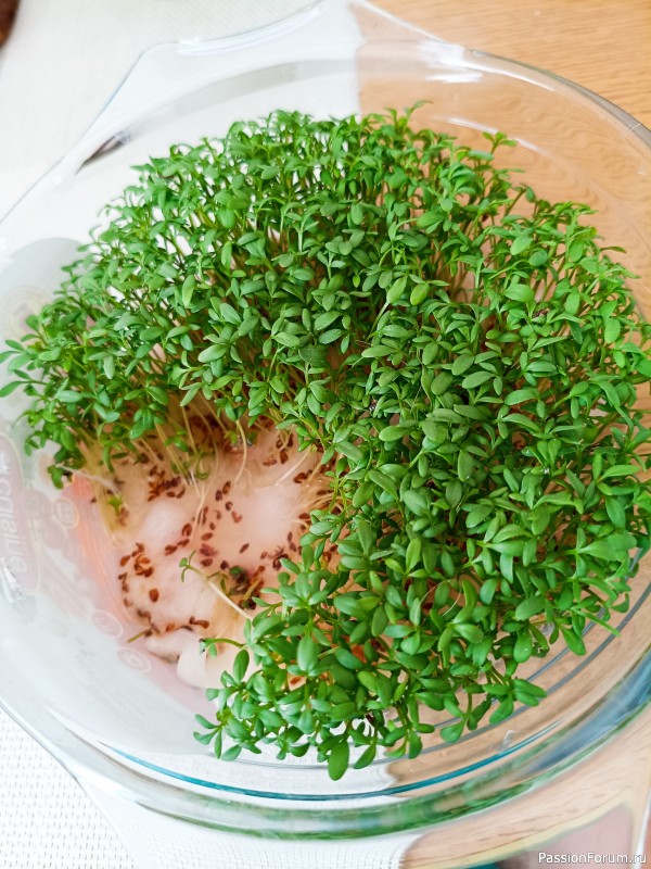 Микрозелень