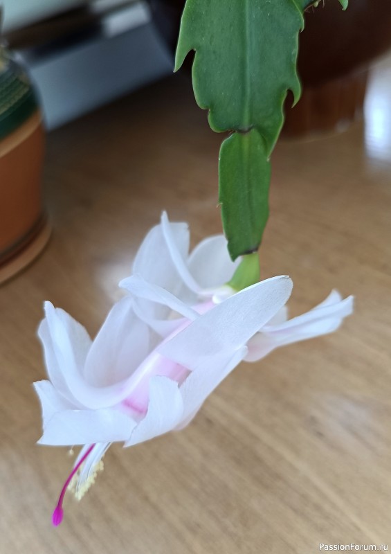 С весной! С 8 марта!