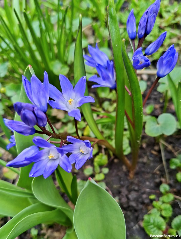 Первоцветы