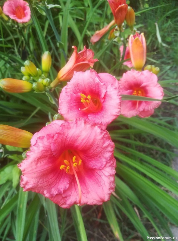 Вспомним лето...