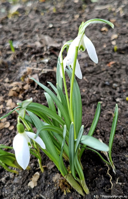 Первоцветы на даче