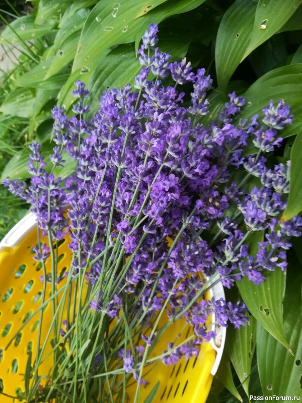 Саше из лаванды.