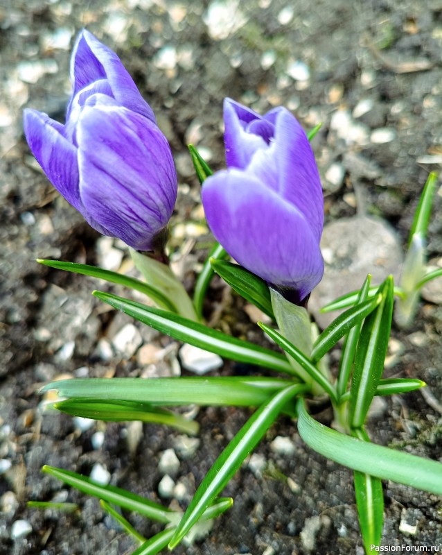 Первоцветы на даче