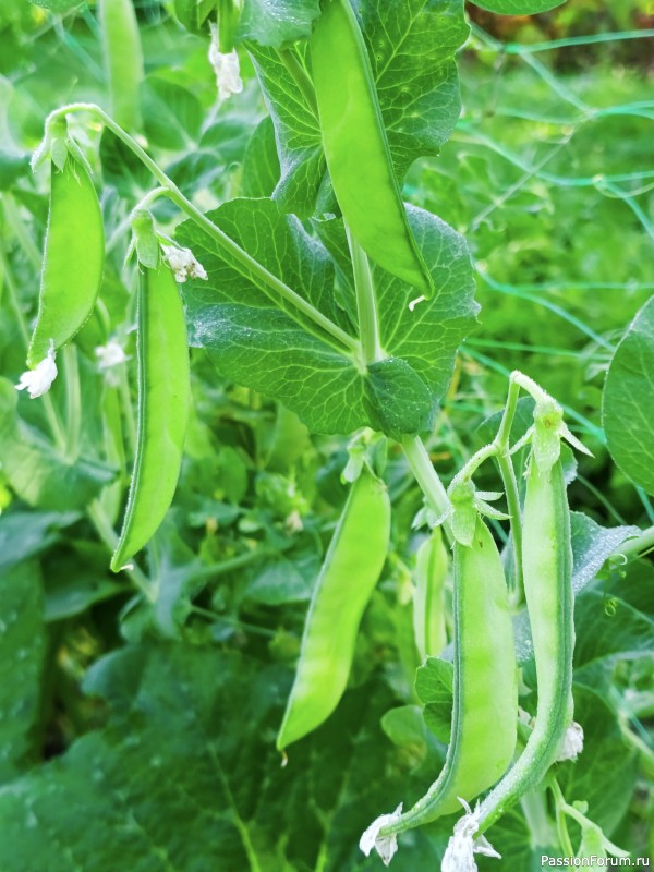 Подарки августа на даче