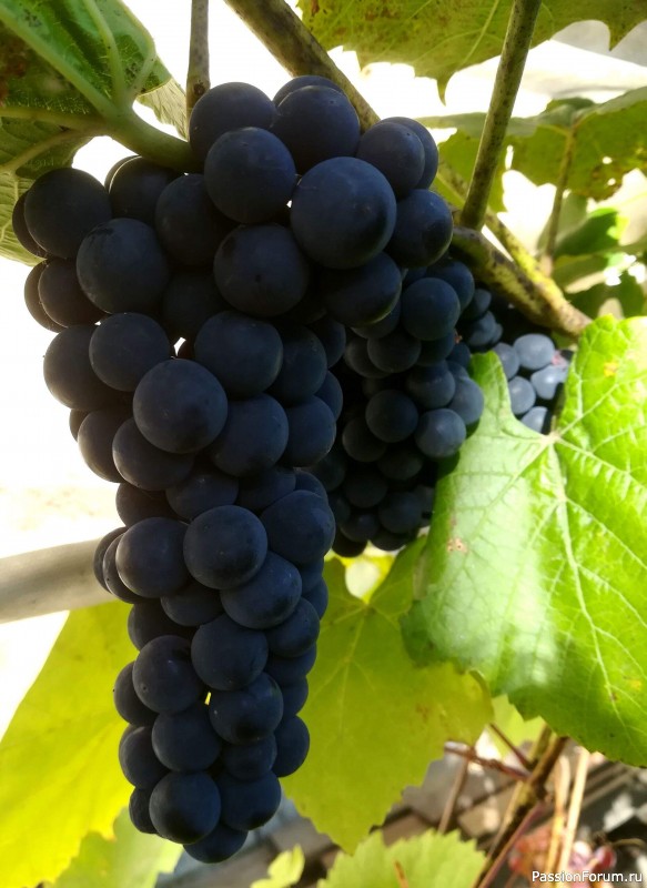 Вспомним лето...