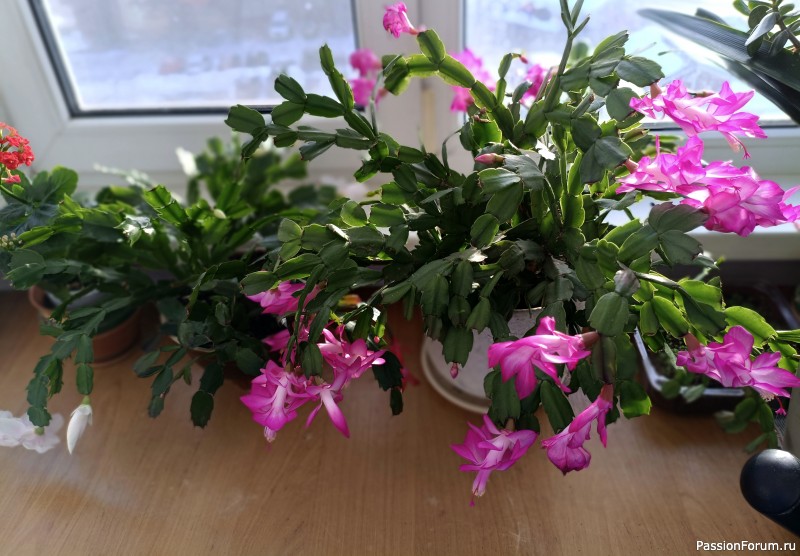 С весной! С 8 марта!