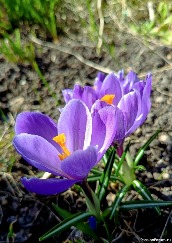 Первоцветы на даче Первоцветы на даче