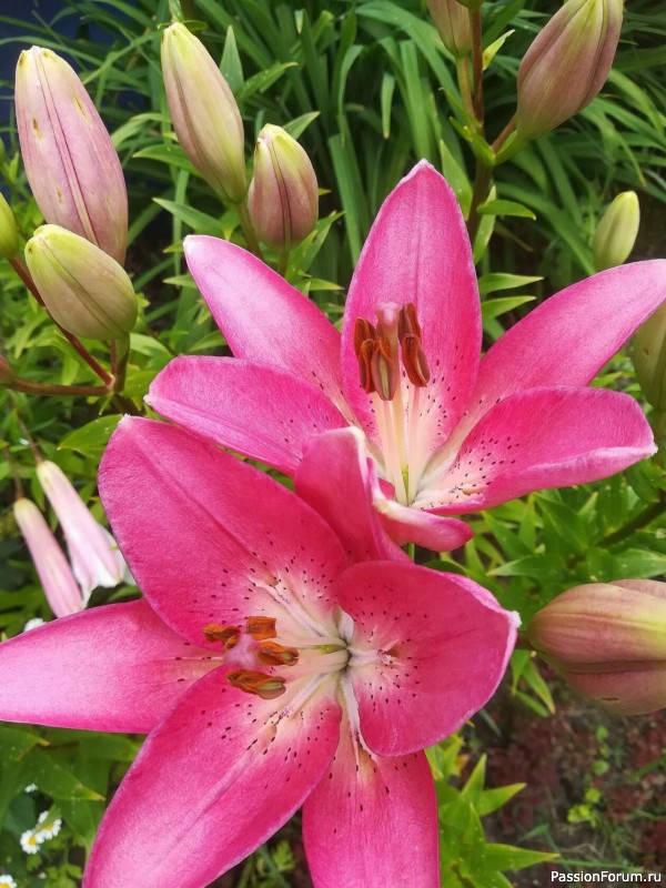 Вспомним лето...