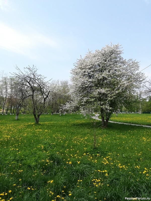 Весна В Подмосковье Фото
