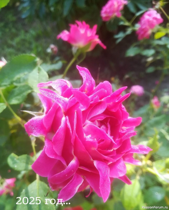 Вспомним лето...