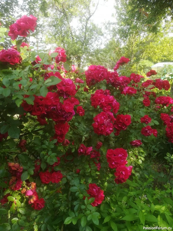 Вспомним лето...