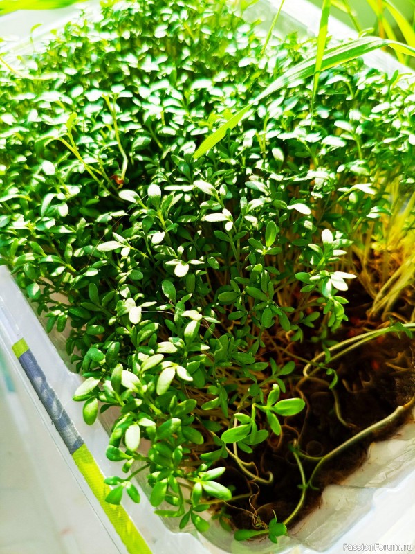 Микрозелень