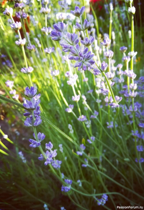 Саше из лаванды.