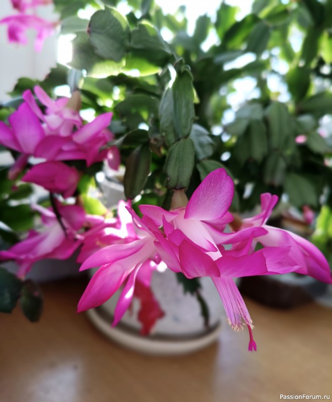 С весной! С 8 марта!