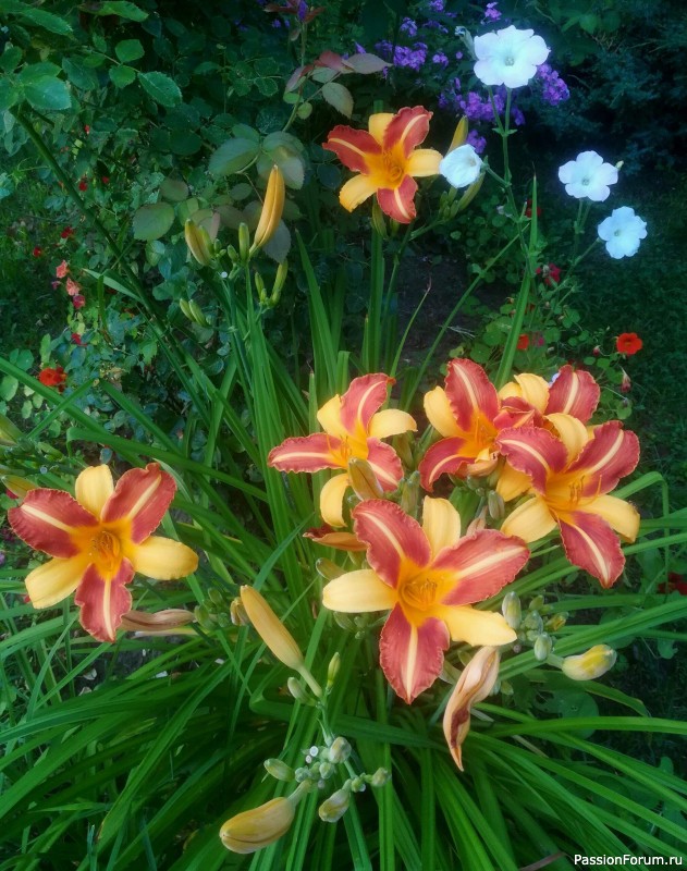 Вспомним лето...