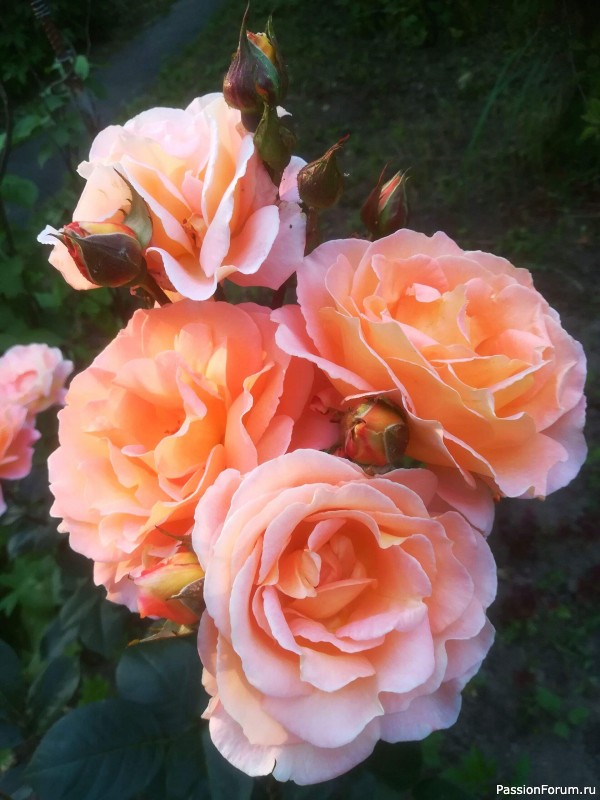 Вспомним лето...