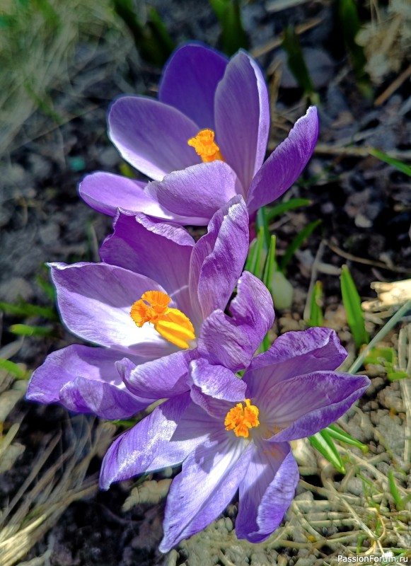 Первоцветы на даче