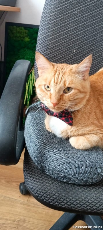 Тигрик - именинник!