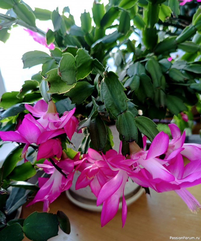 С весной! С 8 марта!