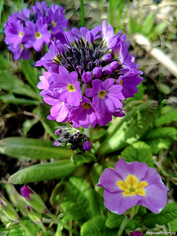 Первоцветы