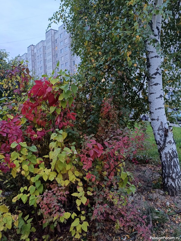 Осенняя палитра
