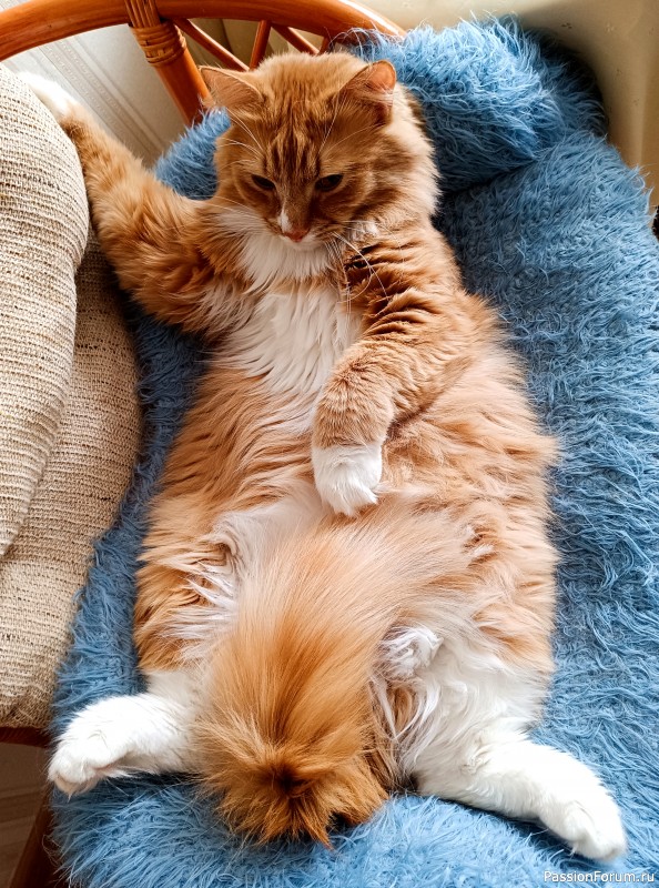 Диванчик для котиков