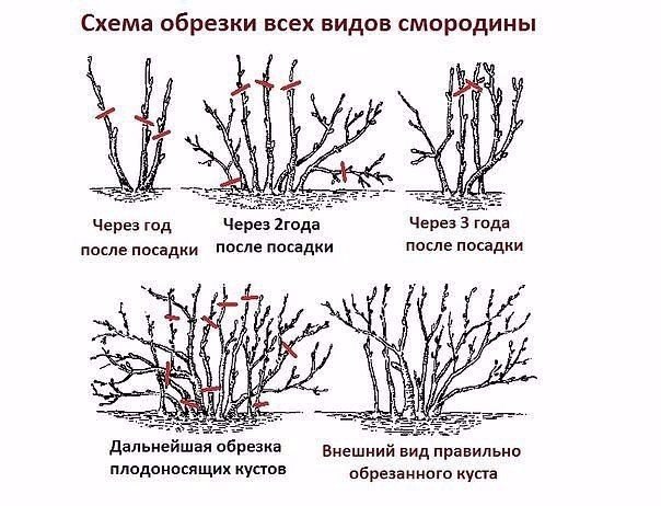 ПРАВИЛА ОБРЕЗКИ СМОРОДИНЫ